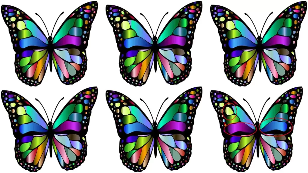 You Can Find The Butterfly