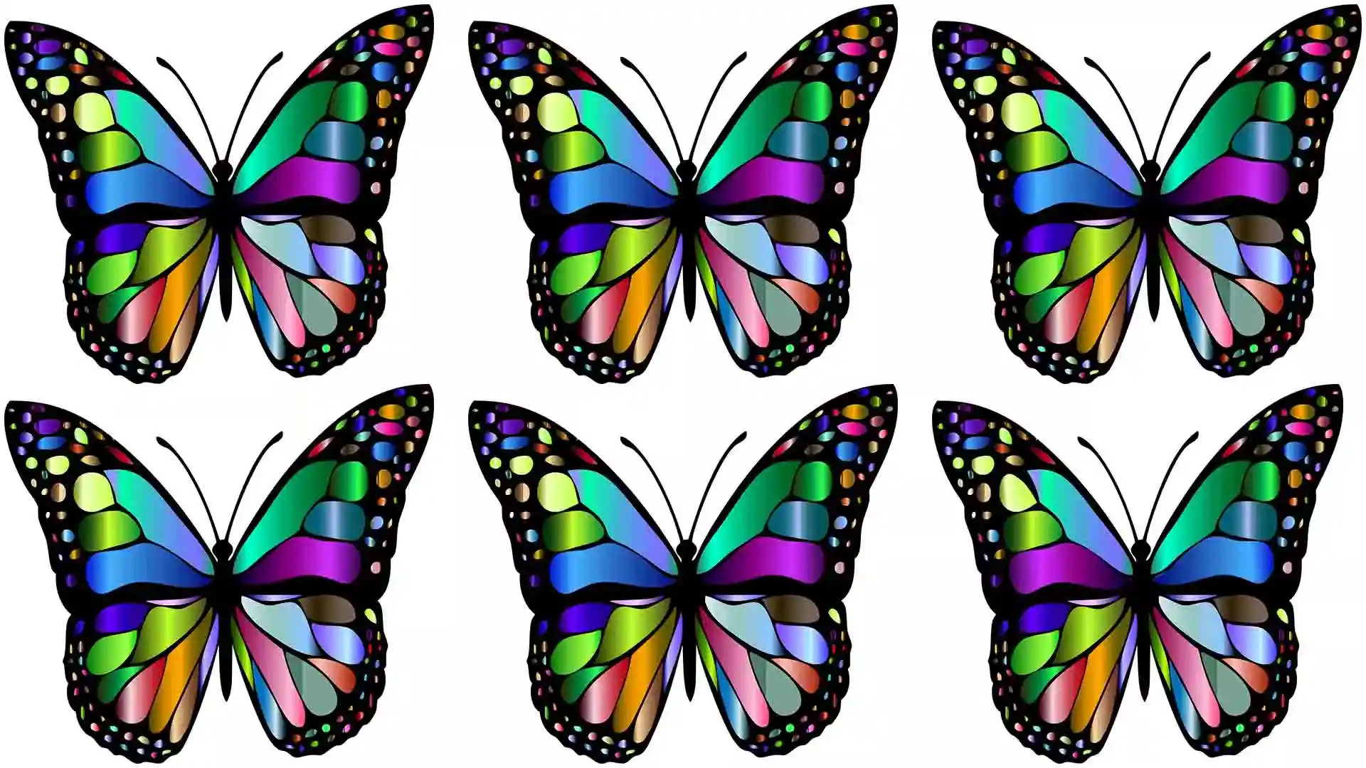You Can Find The Butterfly